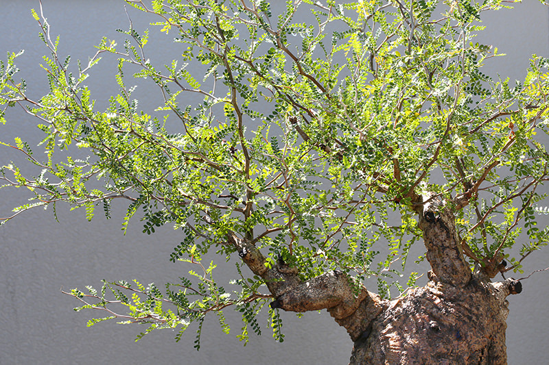 塊根植物】Operculicarya pachypus , seeds オペルクリカリア