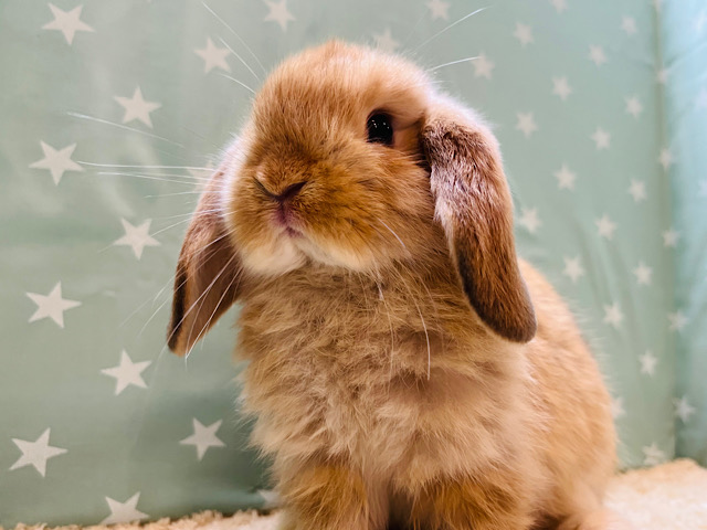 癒し系担当です🫧ロップイヤーラビット(オレンジ)男の子