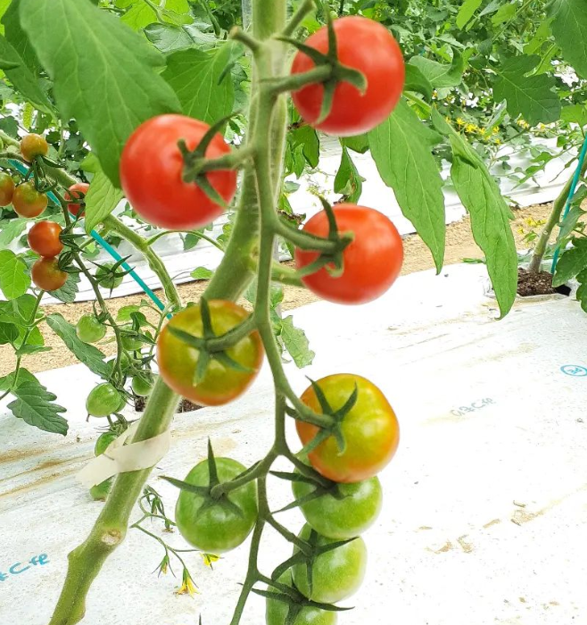 ミニトマト【通常品】1.2kg（200gx6パック）あまうる | 天草やまもと