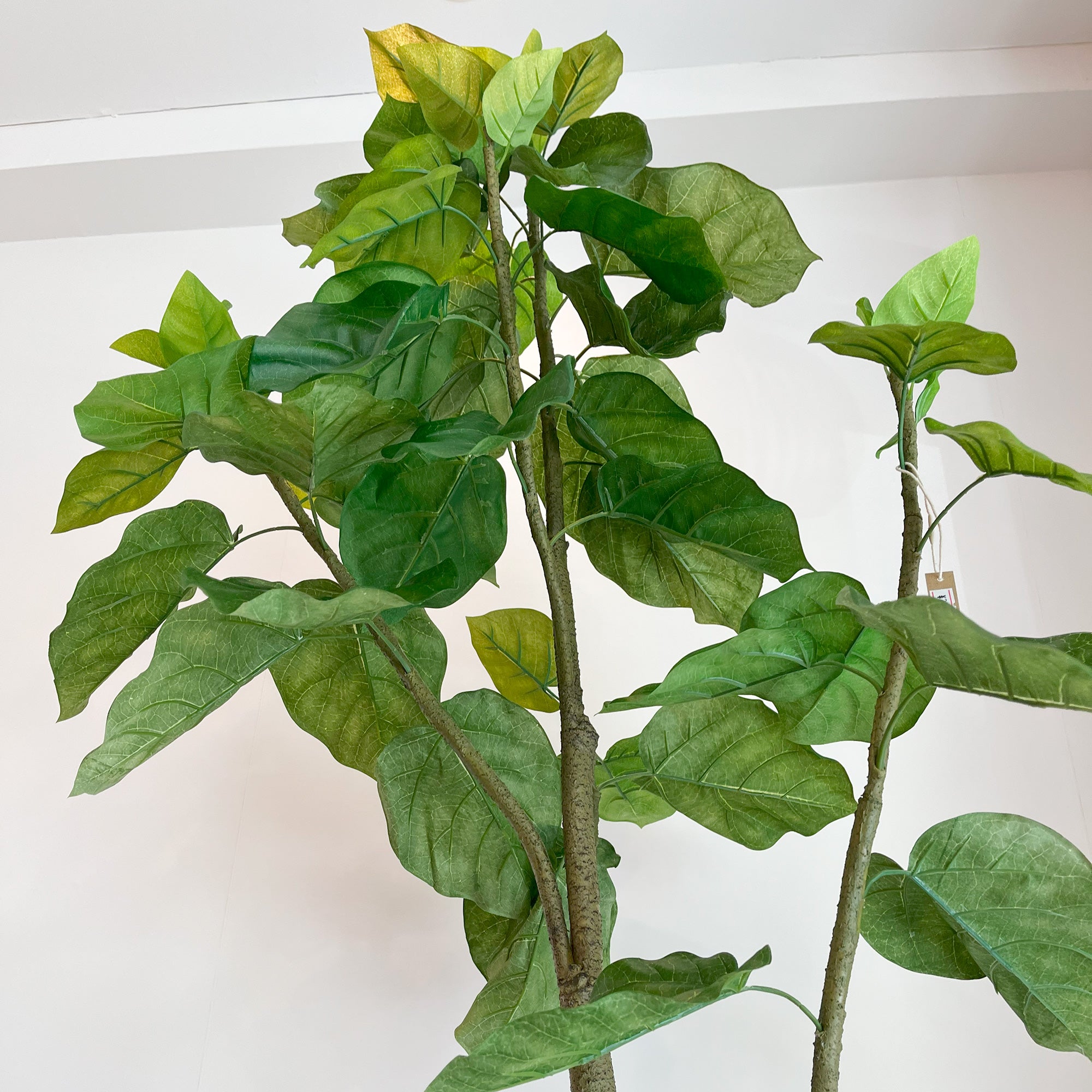 ウンベラータ 180cm - フェイクグリーン専用通販サイト – フェイク