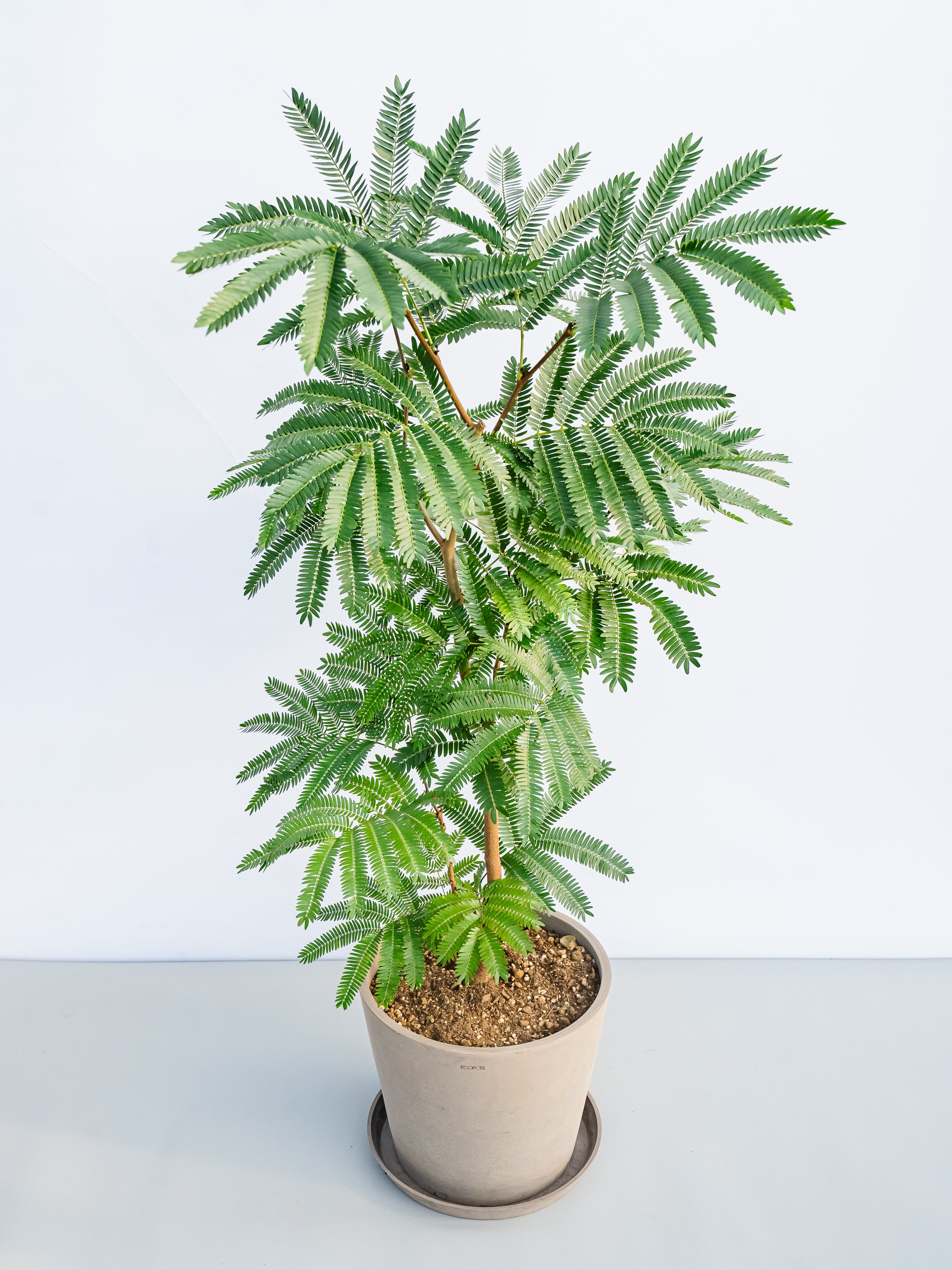 エバーフレッシュ L | 観葉植物の通販 AND PLANTS (アンドプランツ)