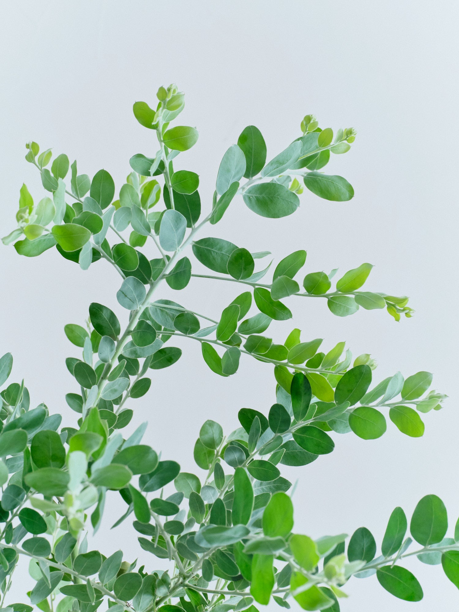 パールアカシア L | 観葉植物の通販 AND PLANTS (アンドプランツ)