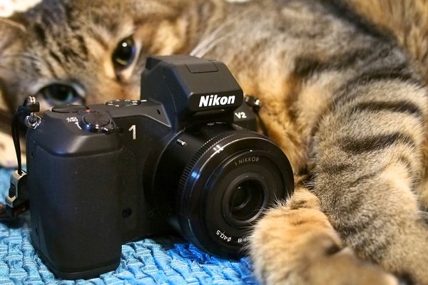 ASCII.jp：猫撮影には「Nikon1 V2」のスマートフォトセレクターが便利
