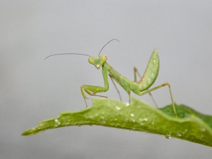 とある編集者の日々の観察「フジ棚に生きるハラビロカマキリの1年