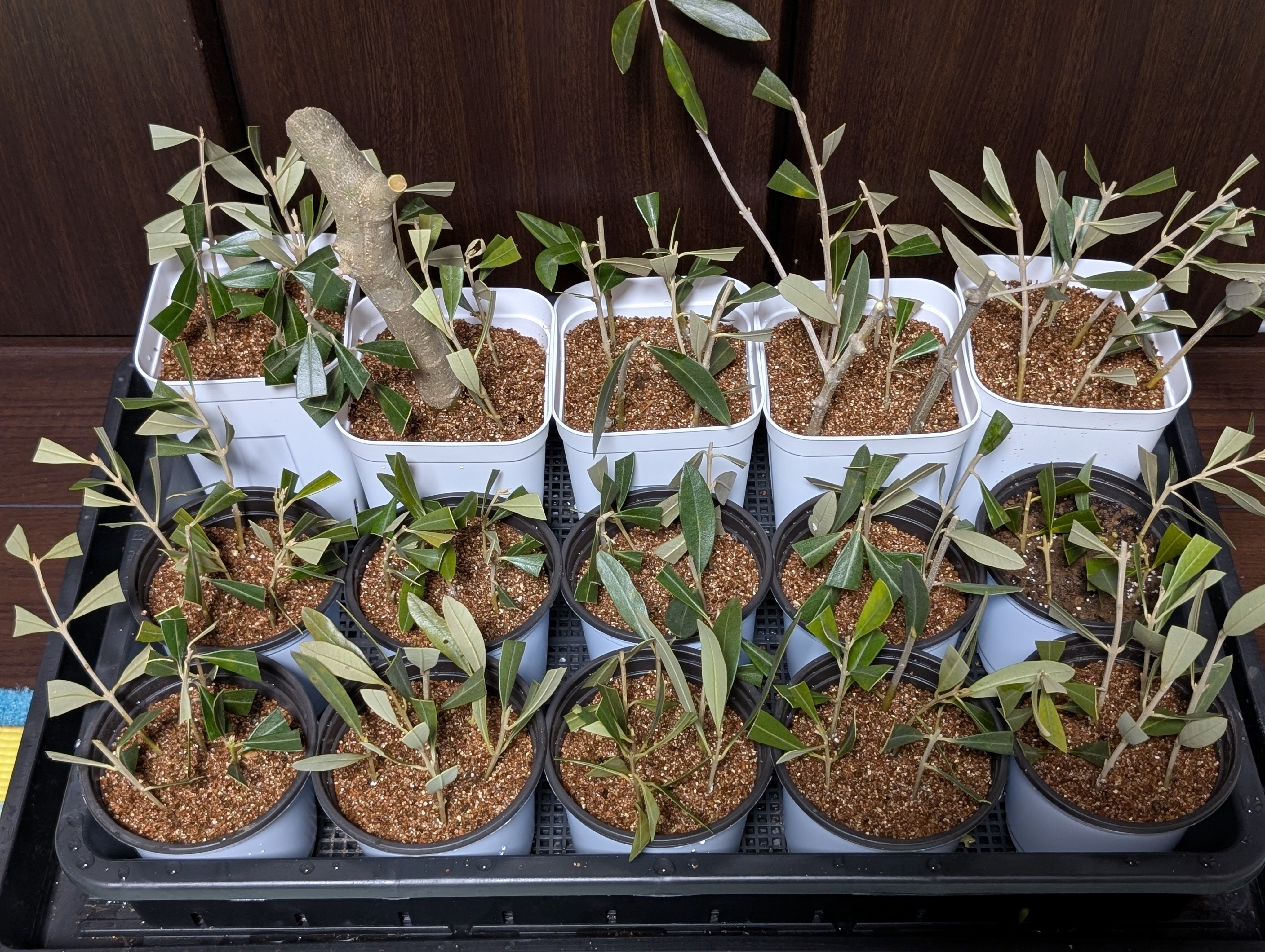 オリーブ挿木100本作ってみた｜テレワークで「副業農家」になるまで