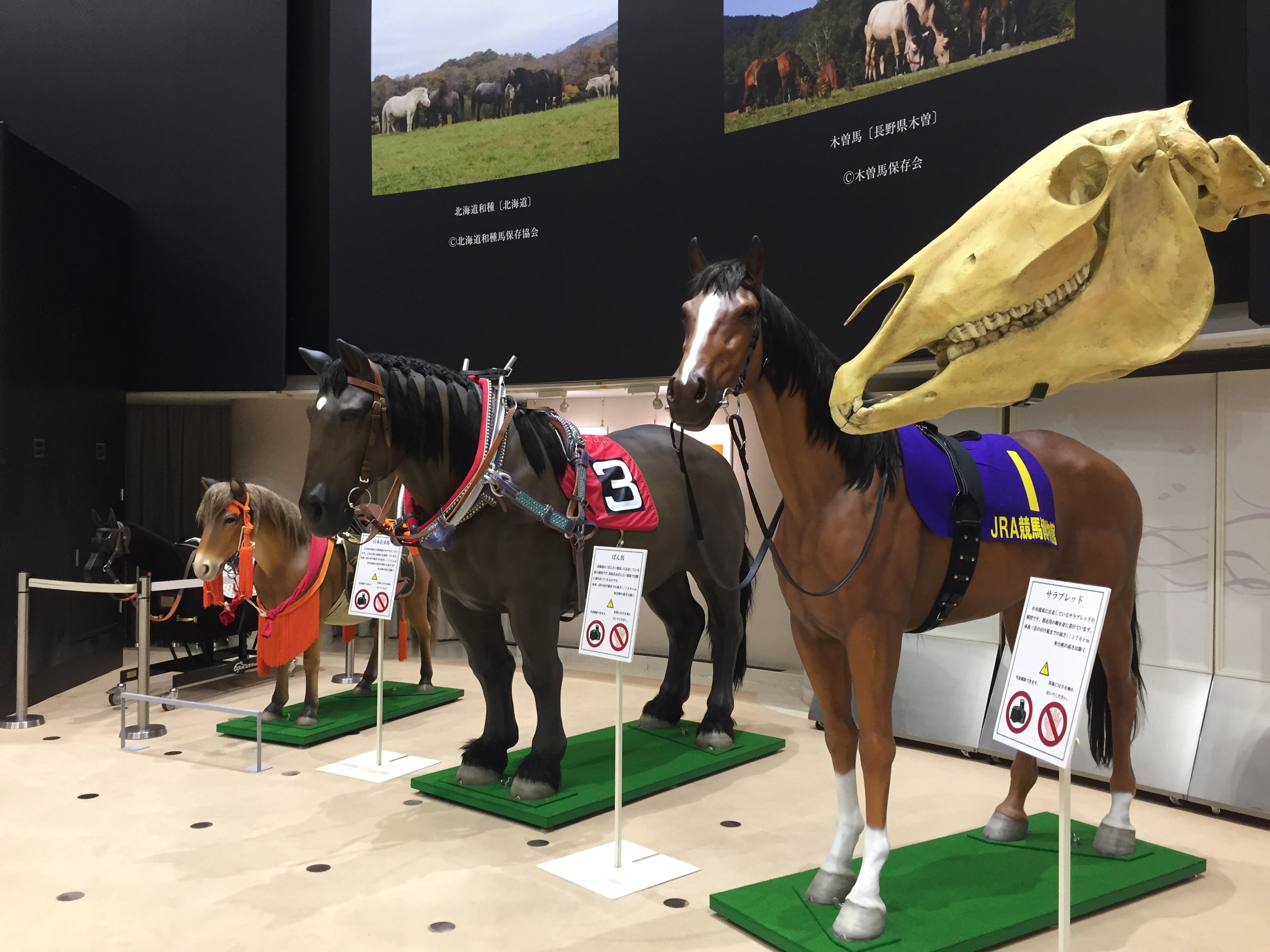 すごい博物館095】JRA競馬博物館：世界と日本の競馬文化に触れ