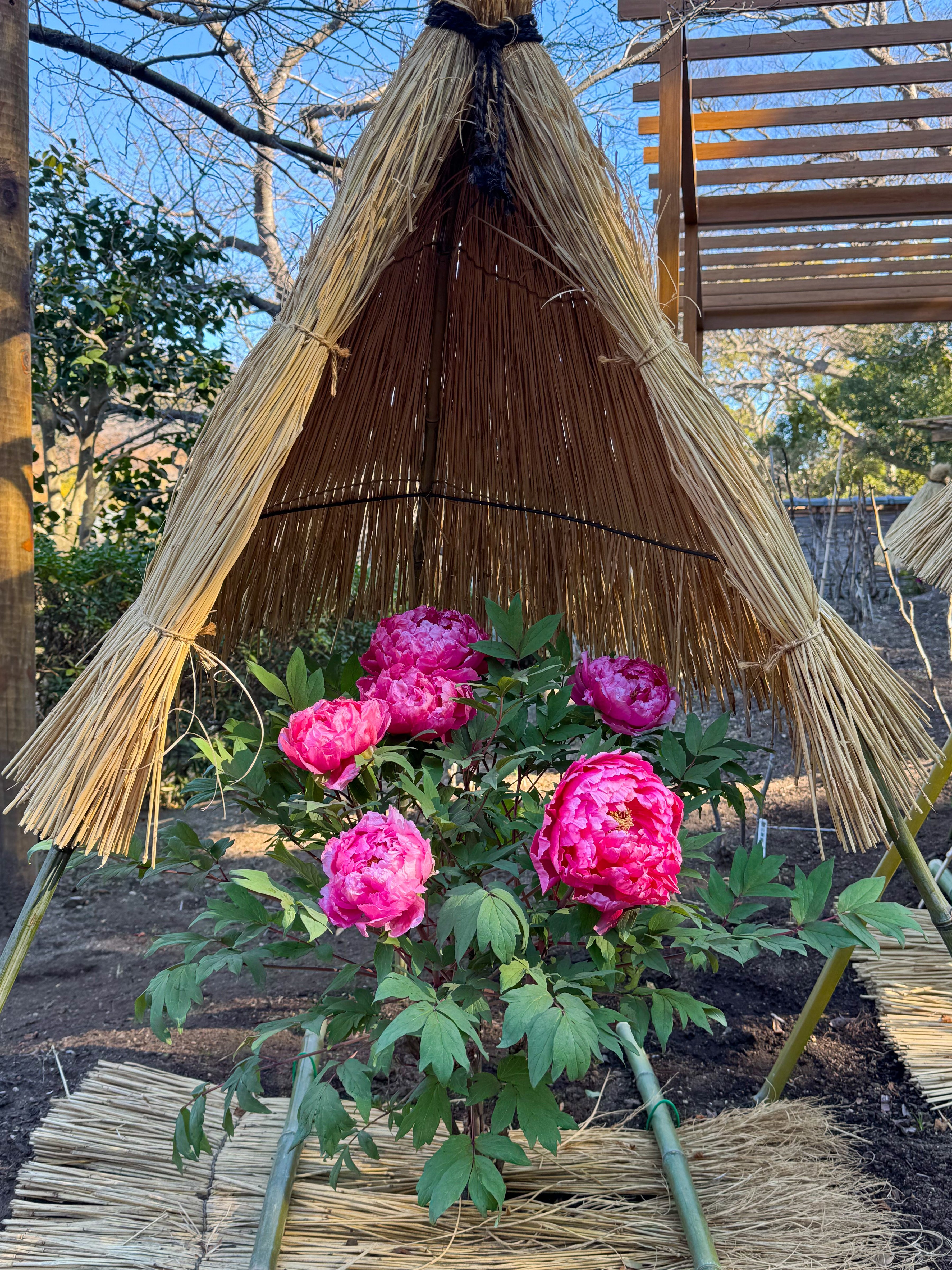 冬ボタン見頃｜Cressonboy