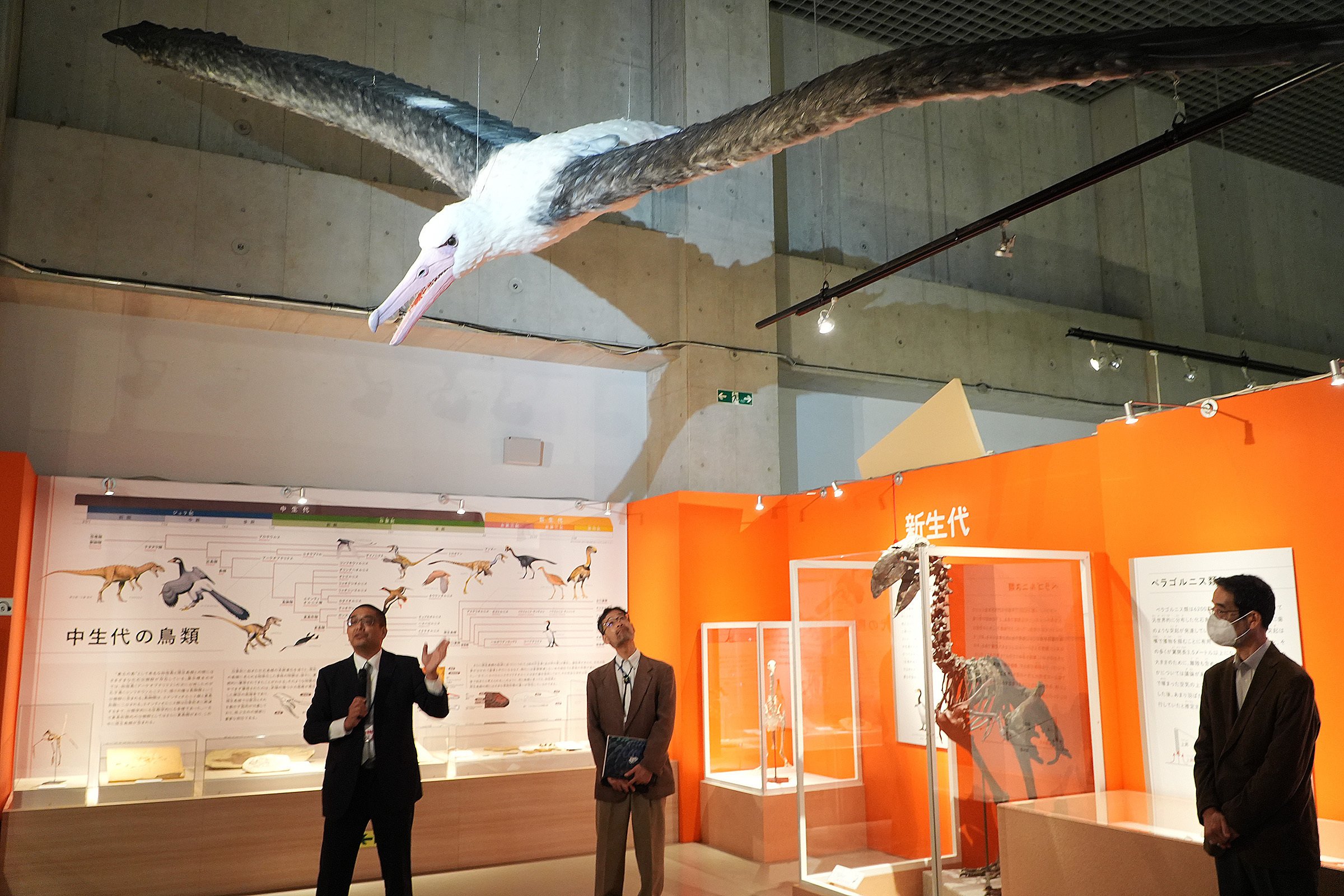 圧巻の標本数と最新研究成果で迫る 特別展『鳥』 ｜日経イベント＆セミナー