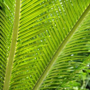 門司区で剪定済みの蘇鉄（ソテツ）の葉を軽トラパックで回収｜アシスト北九