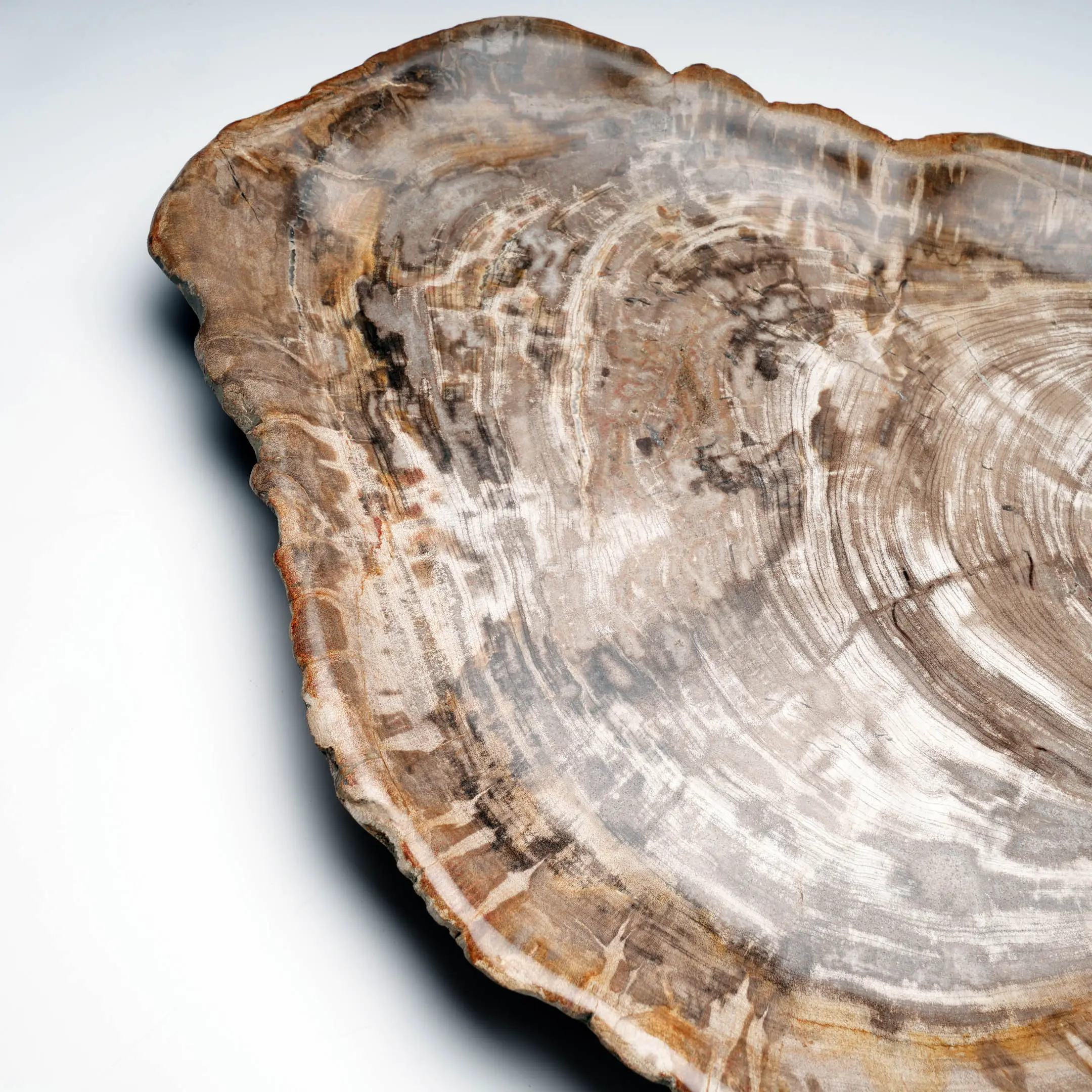 Hand-Carved Indonesian Petrified Wood Plate for Decor - Astro West