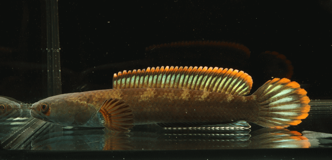 スネークヘッドの仲間 | アクアショップフィン 店長ブログ