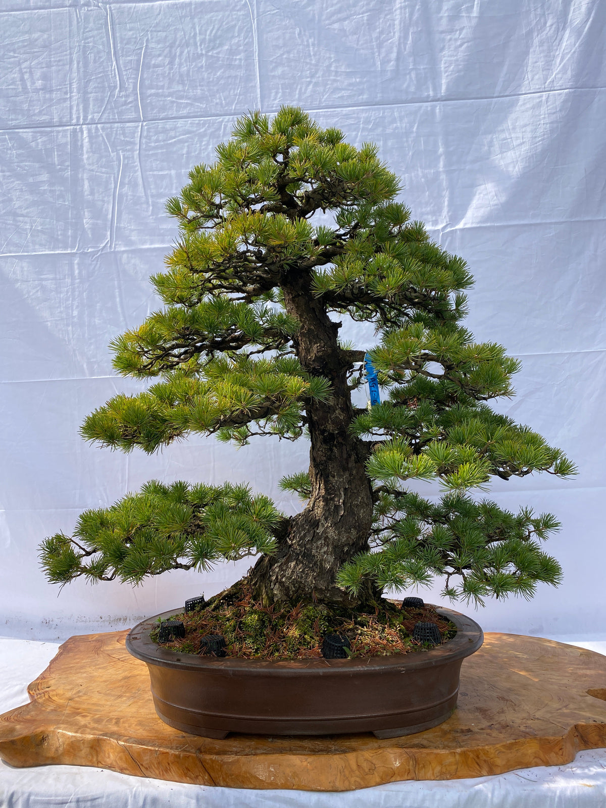 A004_1200x.jpg?v=1650441765