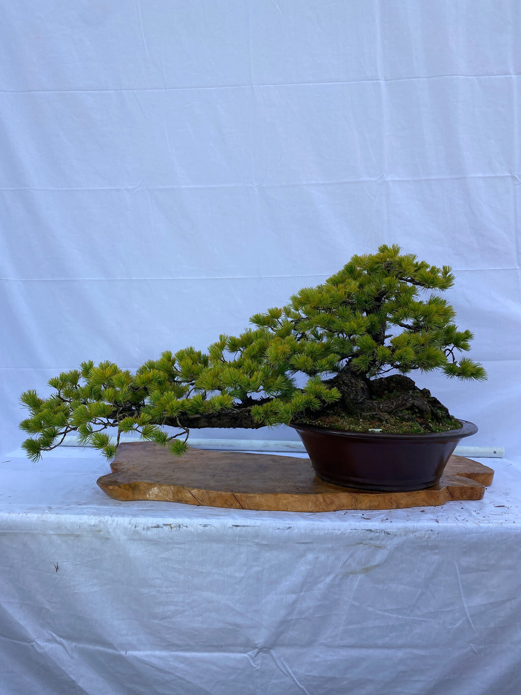 A031_1024x.jpg?v=1650441831