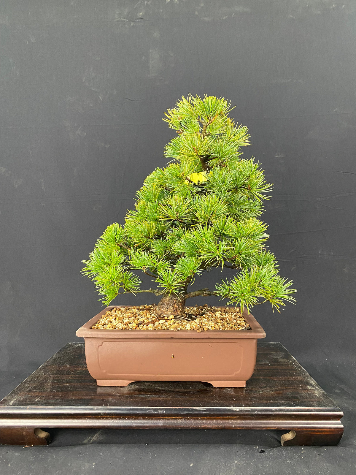 FM005_1200x.jpg?v=1650438597