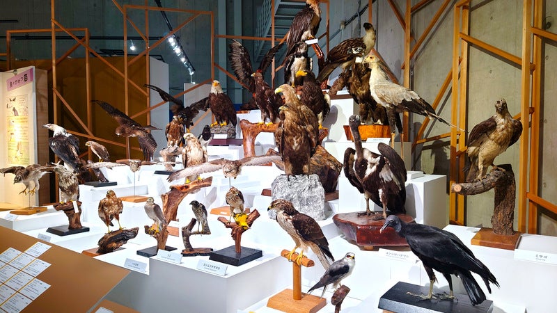 レポート】特別展「鳥」 国立科学博物館で2月24日まで 世界中の鳥類が