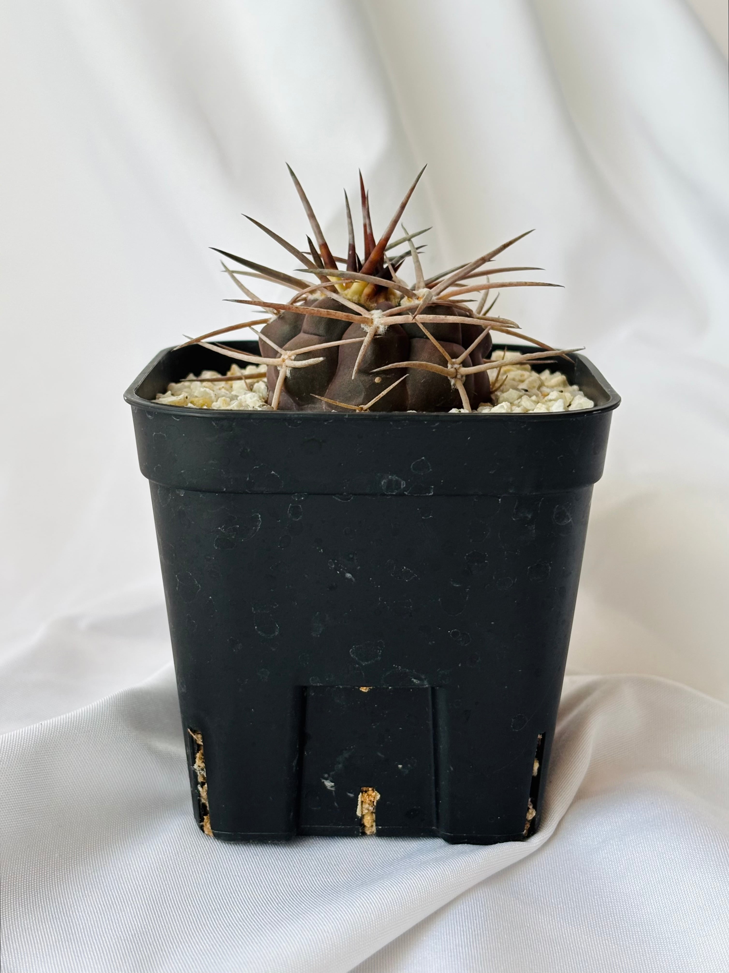 Gymnocalycium mazanense ギムノカリキウム 守金魔天竜 サボテン