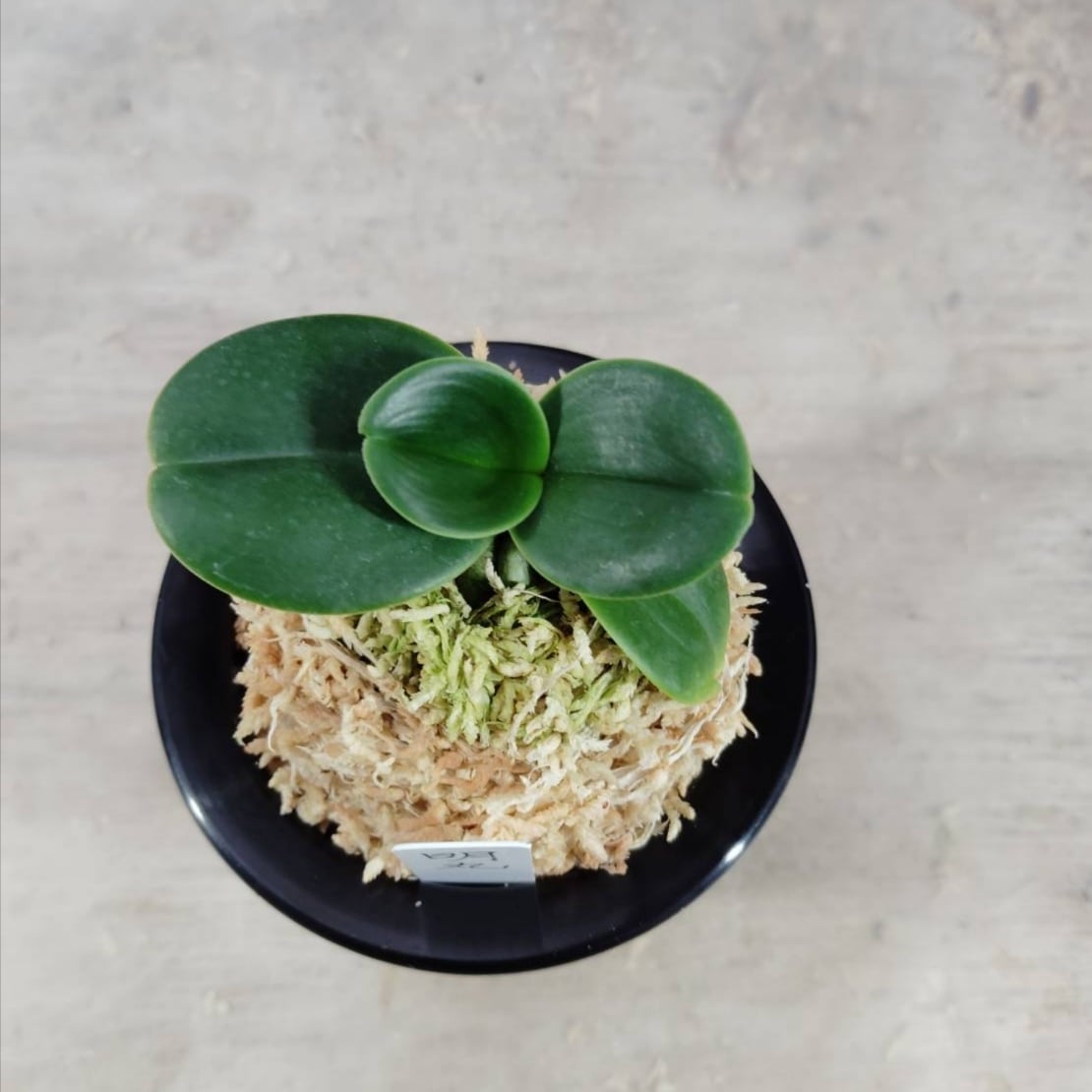 名護蘭 明丸(みんまる) | COCORO