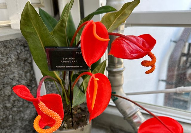 アンスリウム（ジャングルキング）の特徴や育て方、増やし方などの紹介