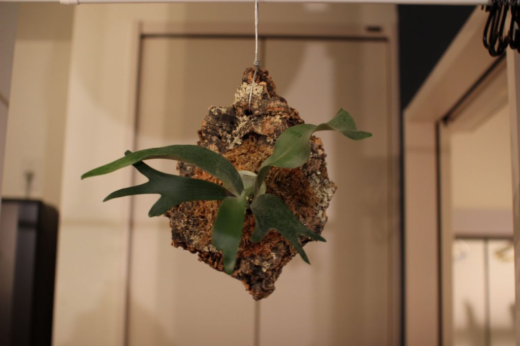 久しぶりにコルクにつけてみた［ビカクシダ・ケンイチ］ | ビカクシダ