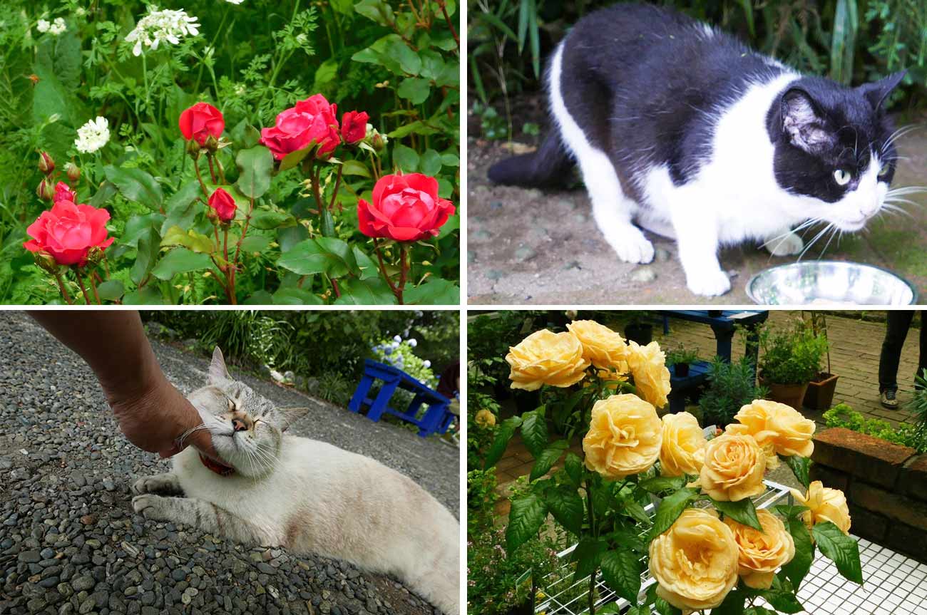 ドリプレ・ローズガーデン【バラ庭園と猫のカフェ】 | 房総タウン.com