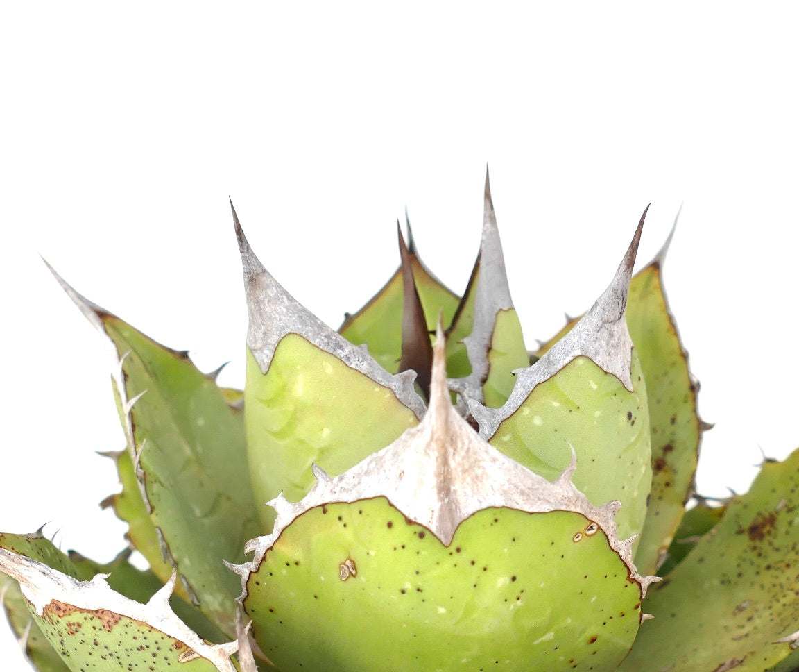 アガベ・オテロイ | Botanical Archive | ユニークな多肉植物を手に