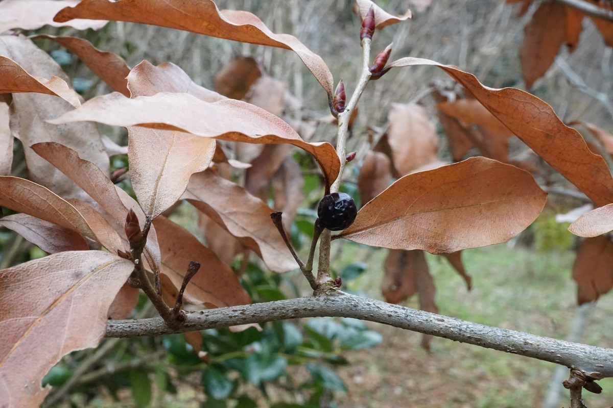 ヤマコウバシ - 四国カルストで花道楽
