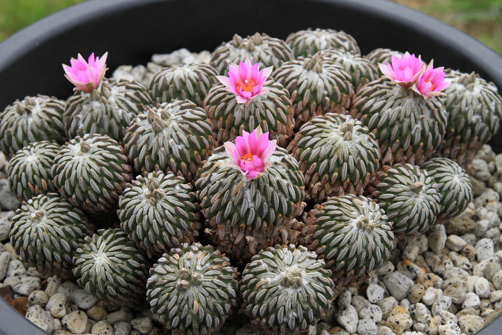 Shabomaniac! 我が家の一点モノ⑤精巧丸