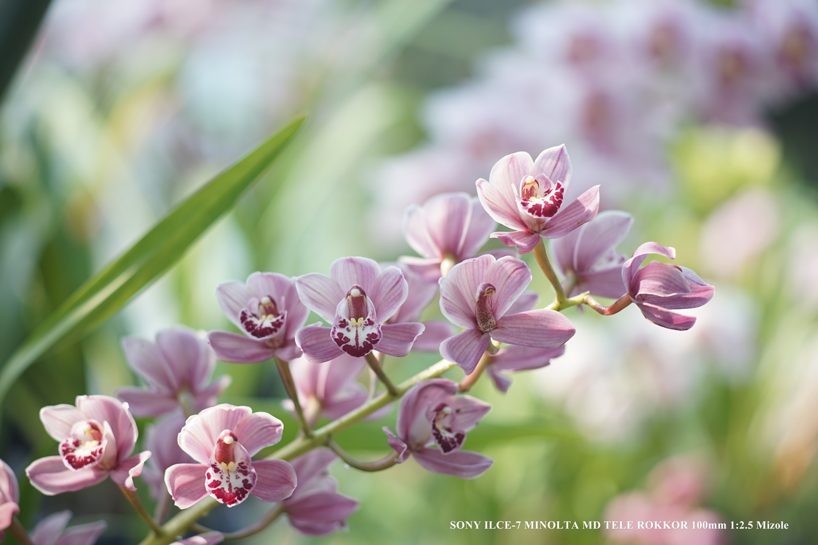 みぞれぶろぐ Mizole blog - MINOLTA MD TELE ROKKOR 100mm F2.5