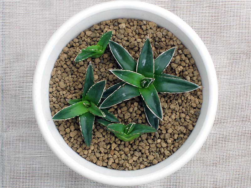 アガベ属 姫笹の雪 | Cometのサボテン栽培日記