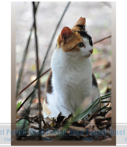 スリーブ】犬、猫、うさぎ、フクロウの写真を使用した「SUGOIふるもっ