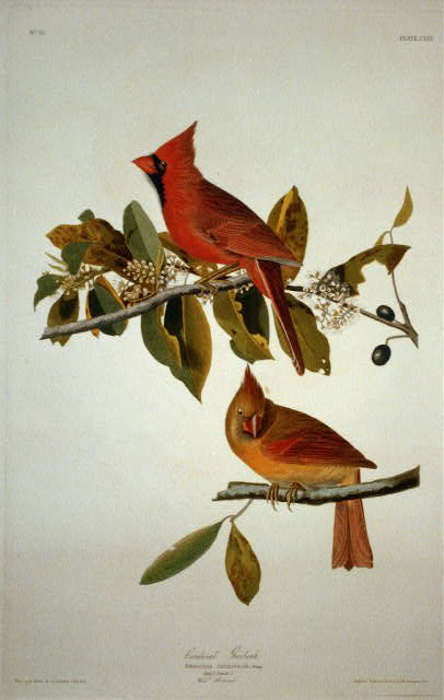 Celebrating Naturalist John James Audubon with Citizen Science