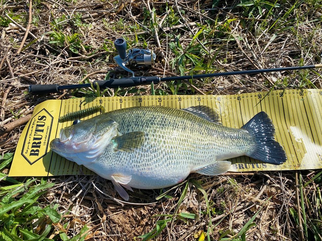 ジグヘッドスイミング専用ロッド【MIDRIDER】琵琶湖で生まれたBRUTUS初