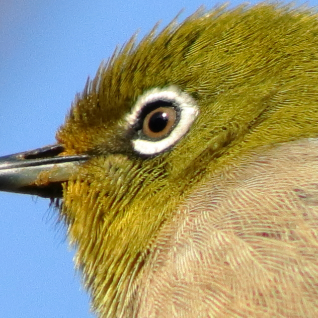 レンズ沼】Canon EF90-300mm F4.5-5.6 USM (2002年) レビュー: とある