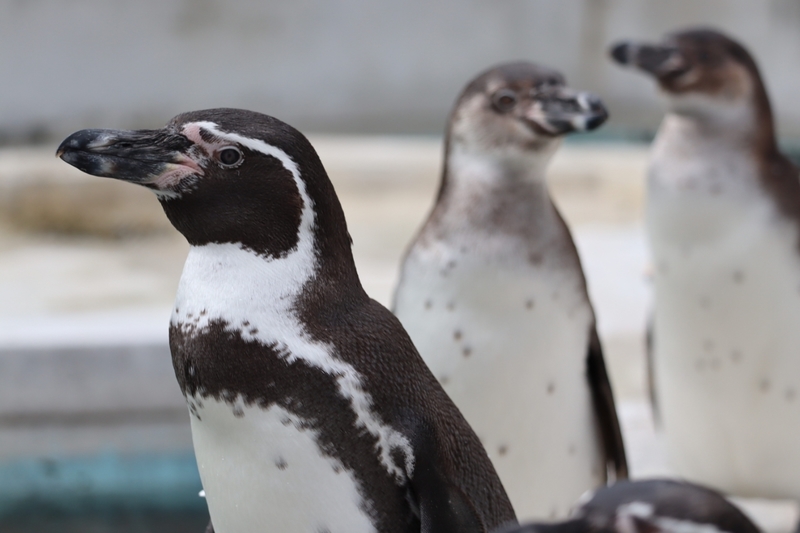 フンボルトペンギン | 動物紹介 | ヒノトントンZOO（羽村市動物公園）