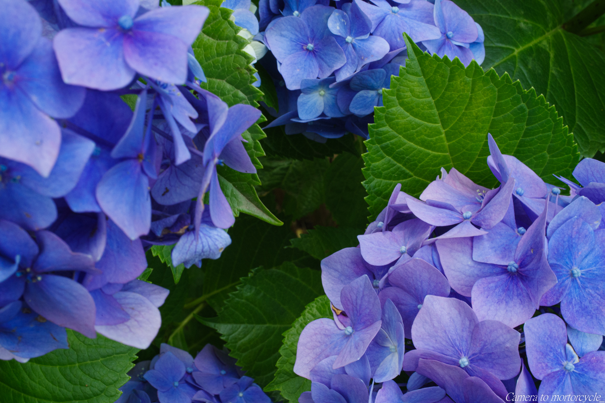 PENTAXに使うマクロレンズとしてシグマの50mmを購入 | Camera to