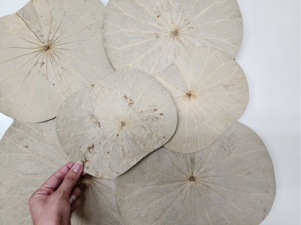 愛知県・豊橋市】＼はじめての方大歓迎！おひとり様よりご参加OK