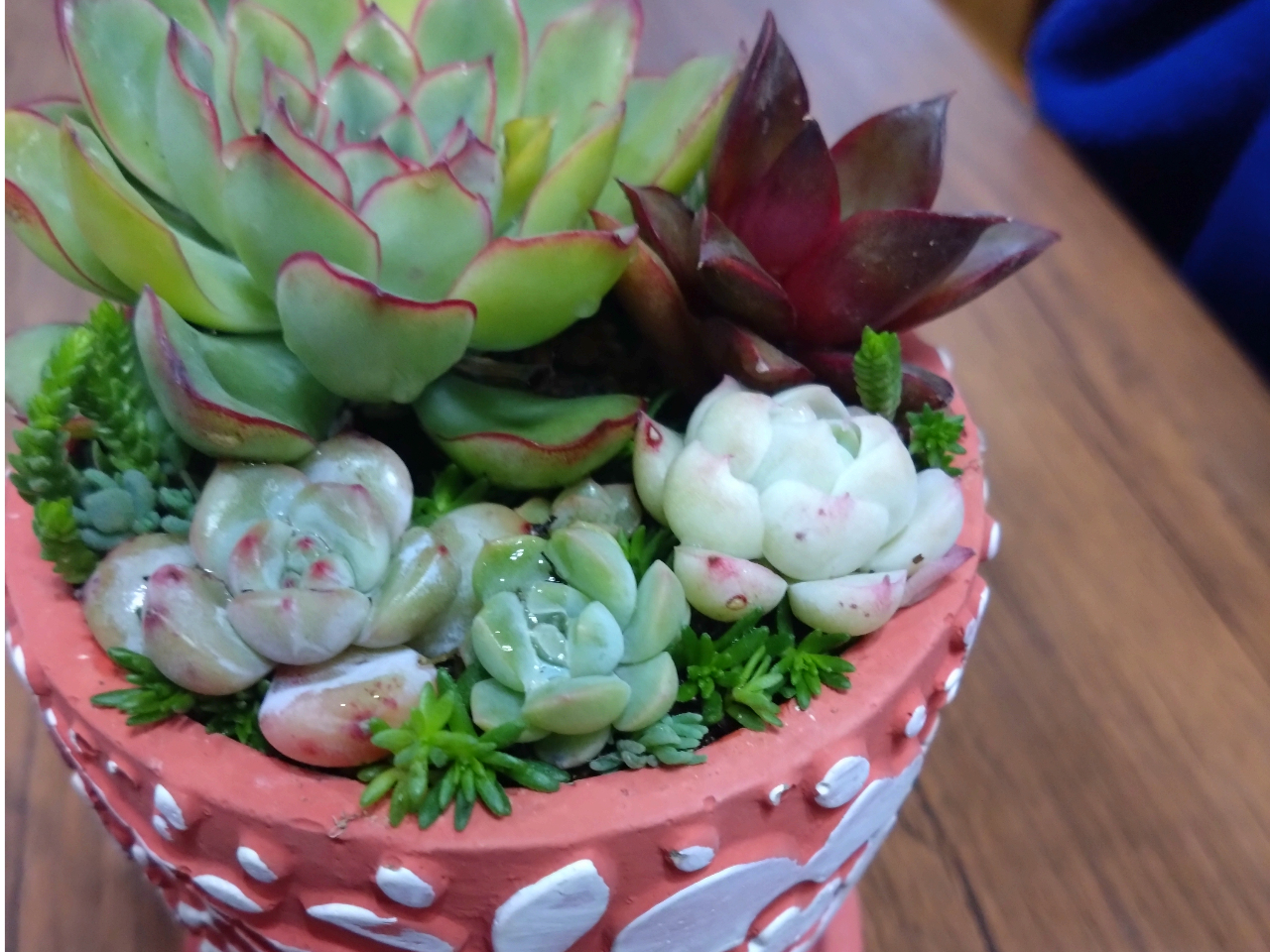 戸塚×寄せ植え】多肉orサボテンの寄せ植え体験2800円！ 湘南に程近いお