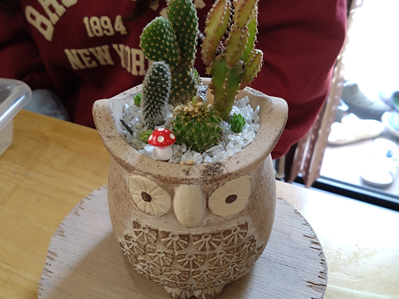 戸塚×寄せ植え】多肉orサボテンの寄せ植え体験2800円！ 湘南に程近いお
