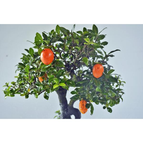 店長お宝 極上 常盤柿 盆栽 中品 トキワガキ ときわ柿 最高級 ロウヤ柿