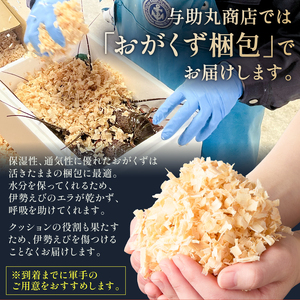 房州産伊勢えび(房州海老)総量 1kg【おがくず梱包】 mi0020-0001