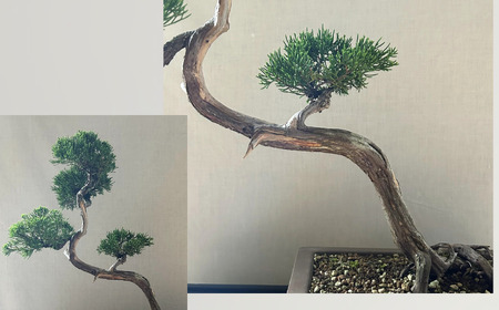 限定一点】糸魚川真柏 商品番号3 山採り木 現品限り 盆栽 貴重な糸魚川