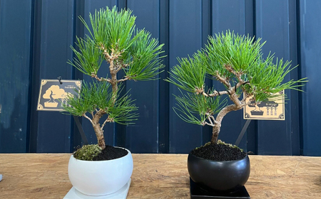 黒松盆栽 / ぼんさい 木[AFBX001] | 福岡県広川町 | ふるさと納税