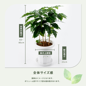 2026年4月上旬～発送【観葉植物】コーヒーの木 7号 Green Base 014
