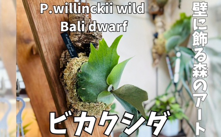 ビカクシダ(コウモリラン) バリドワーフ P.willinckii wild Bali dwarf
