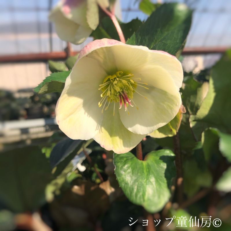 クリスマスローズ,童仙房ナーセリー＆ガーデンのクリスマスローズ,氷の