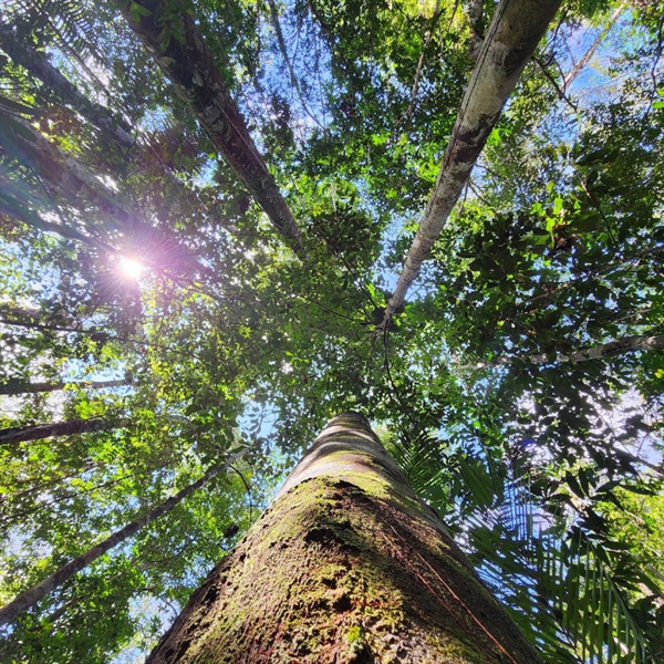 プレミアム コパイバ マリマリ 20ml｜コパイバ公式オンラインストア