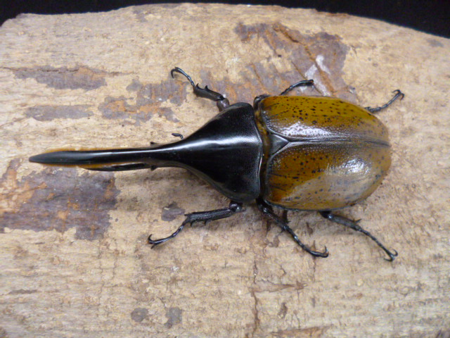 ☆新成虫☆ヘラクレスエクアトリアヌス♂132mm♀72mmペア | Dorcusfarm