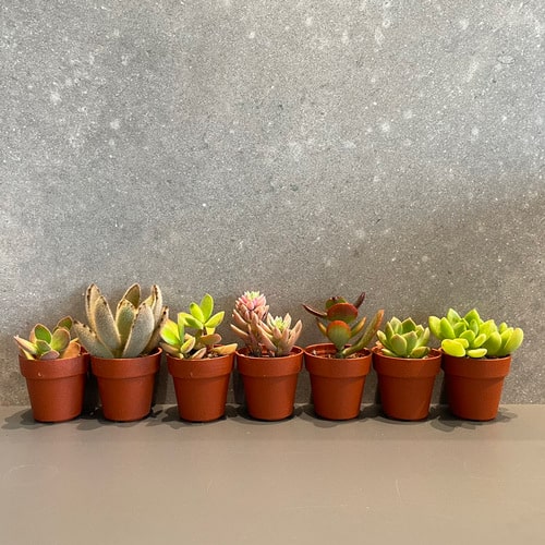 手作り木製プランターに多肉植物を寄せ植えしよう丨DIY PARK