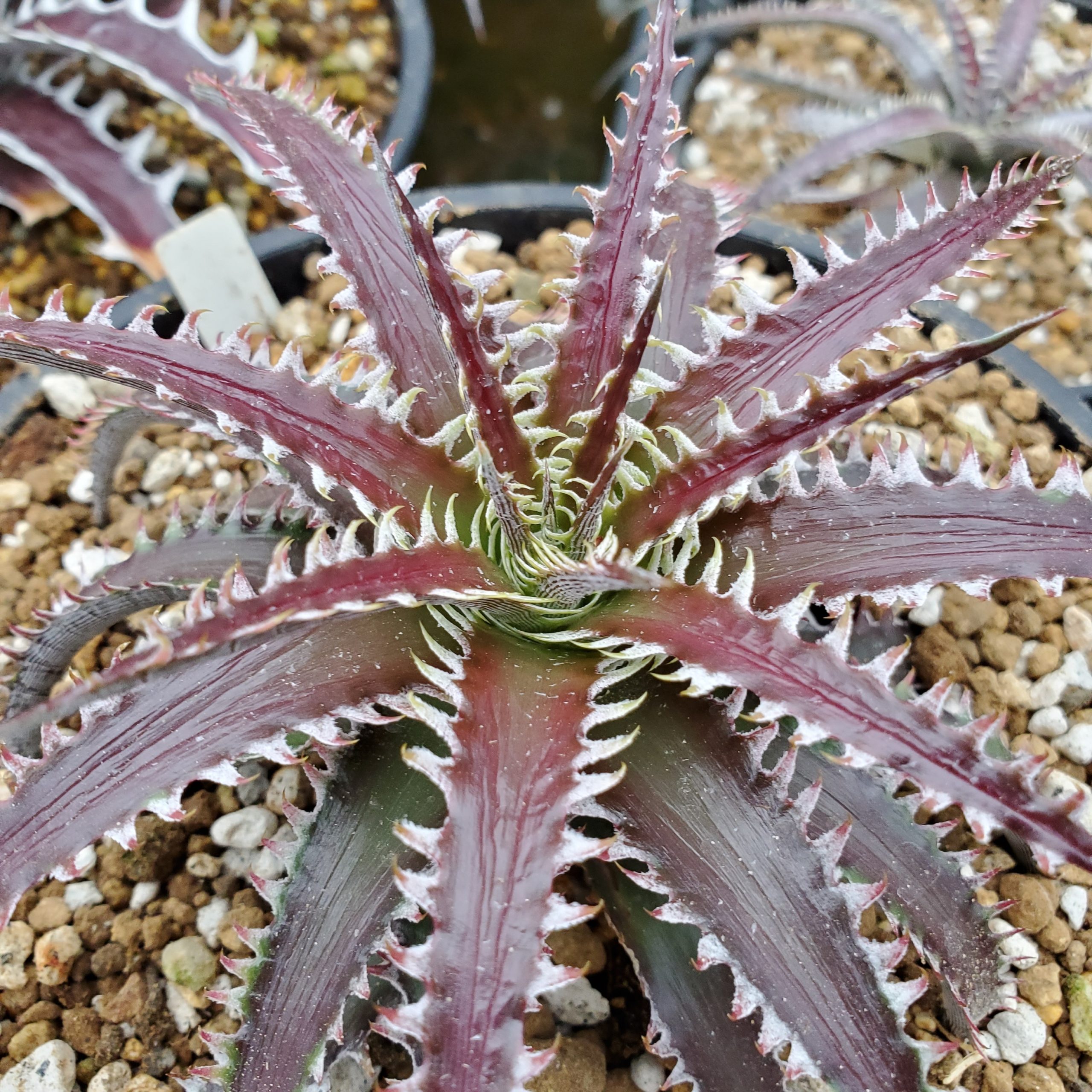 ディッキア：Dyckia dawsonii Hybrid 'Purple Silver' x 'Big Boy