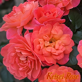 シュガー キャンディー ローズ 大苗(4.5号角鉢)｜【京成バラ園】バラの通販